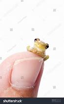 Image result for Baby Cuban Tree Frog