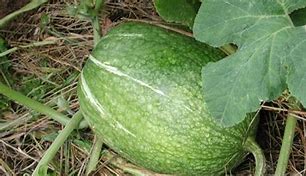 Image result for chilacayote