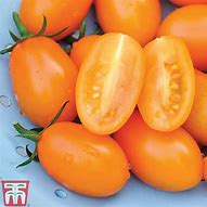 Image result for Tomato Orange Hybrid