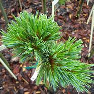 Image result for Pinus pumila Blue Mops