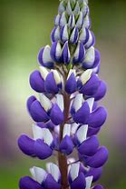 Image result for Lupinus polyphyllus the governor