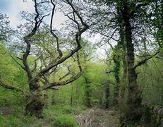 Image result for leigh_woods