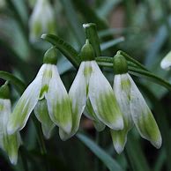 Image result for Galanthus Wifi Green Fantasy