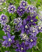 Image result for Clematis Colors
