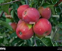 Image result for Malus Domestica Jonagold Apple Tree
