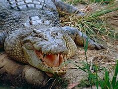 Image result for A Saltwater Crocodile