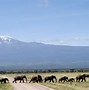 Image result for Kenya Amboseli National Park Wallpaper