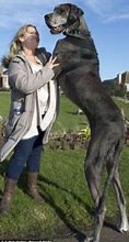 Image result for Biggest Dog On Earth