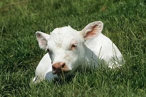 Image result for Charolais Calves