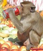 Image result for Funny Monkey Drinking