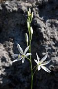 Image result for Anthericum liliago