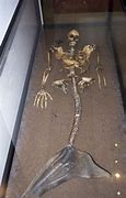 Image result for Mermaid Remains