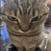 Image result for Wide Eye Angry Cat Meme