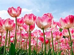 Image result for Amazing Flower Backgrounds