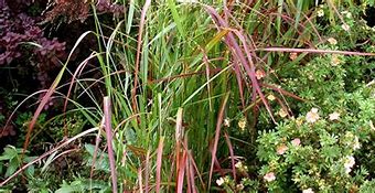 Image result for Panicum virgatum Cardinal (r)