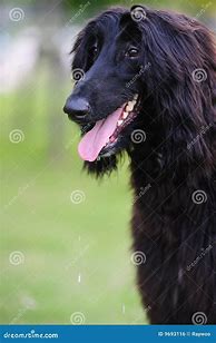 Image result for Black Afghan Dog