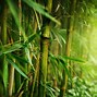 Image result for Bamboo Forest and Woods Background