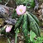 Image result for Podophyllum hexandrum