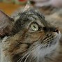 Image result for Cute Cat Head
