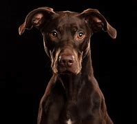 Image result for Dog Portraits Black Background