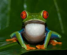Image result for Exotic Tree Frogs