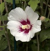 Image result for Hibiscus syriacus Shintaeyang