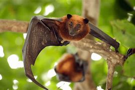 Image result for Red Bat Heads
