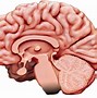 Image result for What Your Brain Looks Like