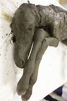 Image result for Mummified Foal