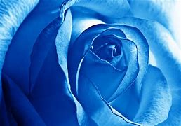 Image result for Blue Rose Wallpaper