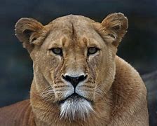 Image result for Lioness Zookeeper