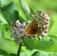 Image result for Florida Wildflowers Pink