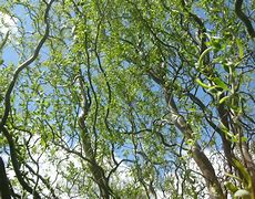 Image result for Corkscrew Curly Willow Tree