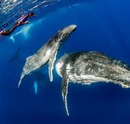 Image result for tonga island whale watching