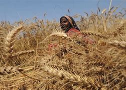Image result for Climate Change Agriculture