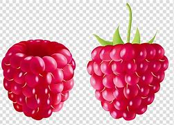Image result for Boysenberry Clip Art