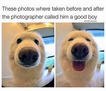 Image result for Funny Dog Good Boy Meme