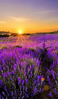 Image result for Beautiful Nature Wallpaper iPhone 6