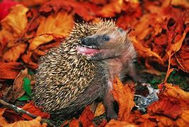 Image result for New Zealand Hedgehog