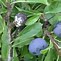 Image result for A Grape Tree