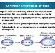 Image result for Tetraploidy