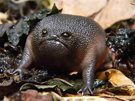Image result for Weird Frogs