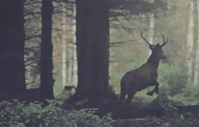 Image result for Deer Antler Color