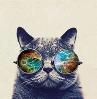 Image result for Cat with Hipster Glasses