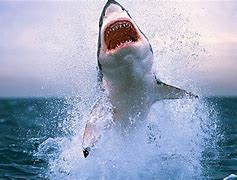 Image result for Shark Bing Wallpaper