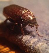 Image result for "carrot-beetle"