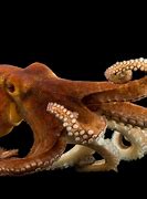 Image result for Octopus Animal