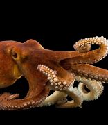 Image result for Common Octopus
