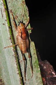 Image result for Spider Cricket Bite