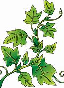 Image result for Ivy Clip Art Transparent Background